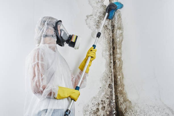 Professional Mold Remediation in Osprey, FL