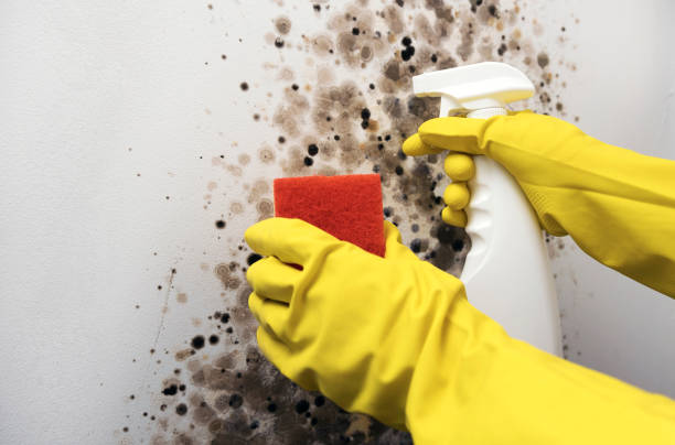 Best White Mold Remediation in Osprey, FL