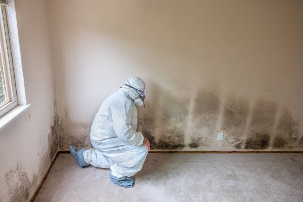 Osprey, FL Mold Remediation Company