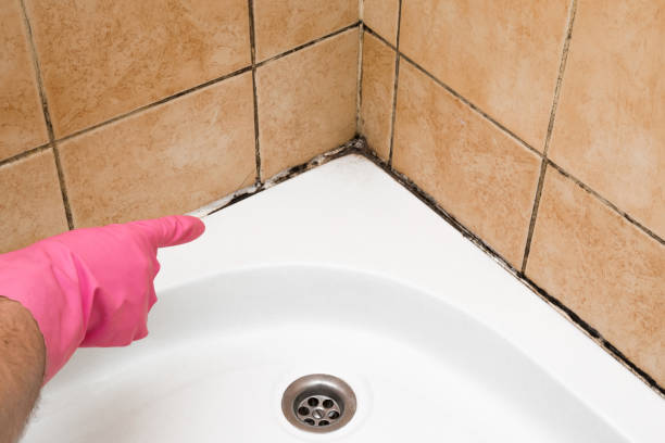Best Post-Flood Mold Remediation in Osprey, FL
